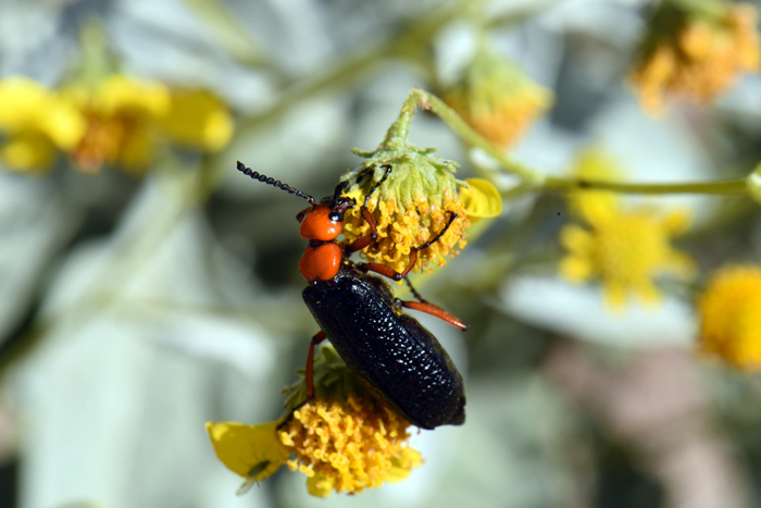Button Brittlebush has flowers and leaves that are fed on by the Desert Blister Beetle (Lytta magister) seen here. These beetles are found in the southwestern United States. Encelia frutescens Button Brittlebush has flowers and leaves that are fed on by the Desert Blister Beetle (Lytta magister) seen here. These beetles are found in the southwestern United States. Encelia frutescens